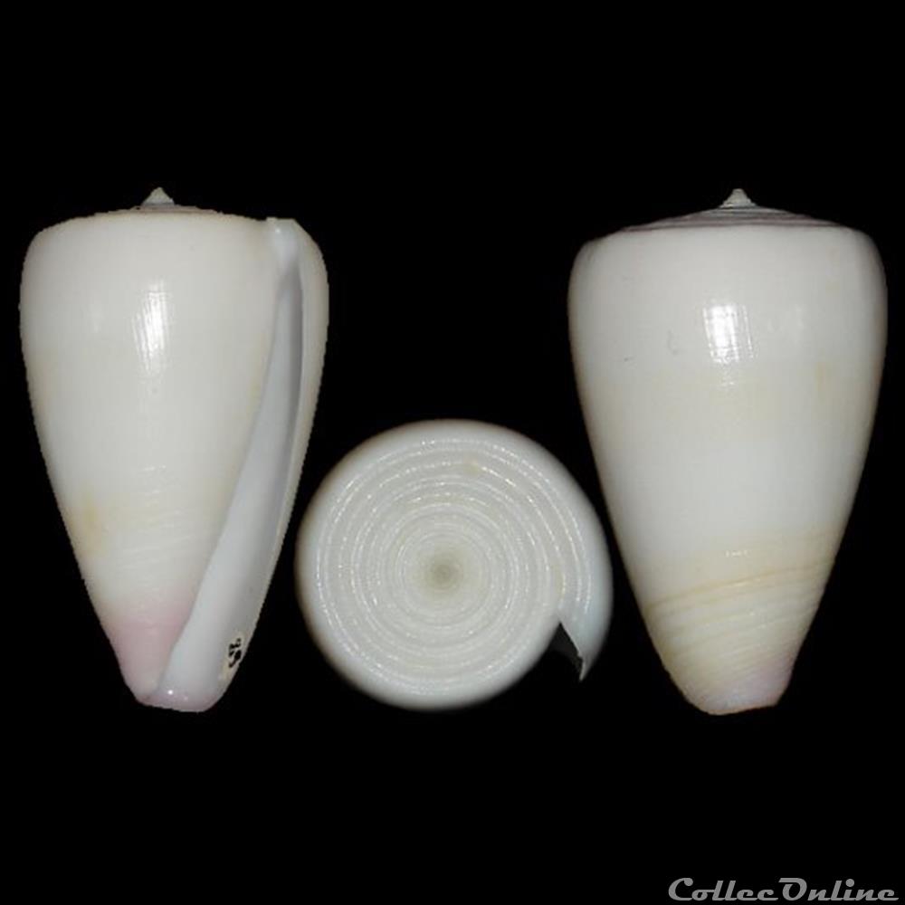 Tesselliconus suturatus (Reeve, 1844) coquillages fossiles gastropoda tesselliconus suturatus reeve 1844
