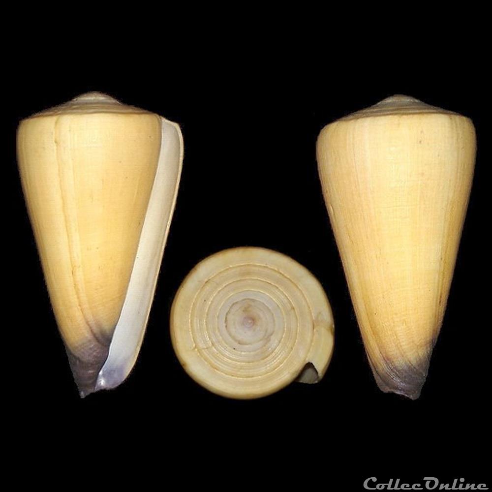 Virgiconus virgo (Linné, 1758) coquillages fossiles gastropoda virgiconus virgo linne 1758