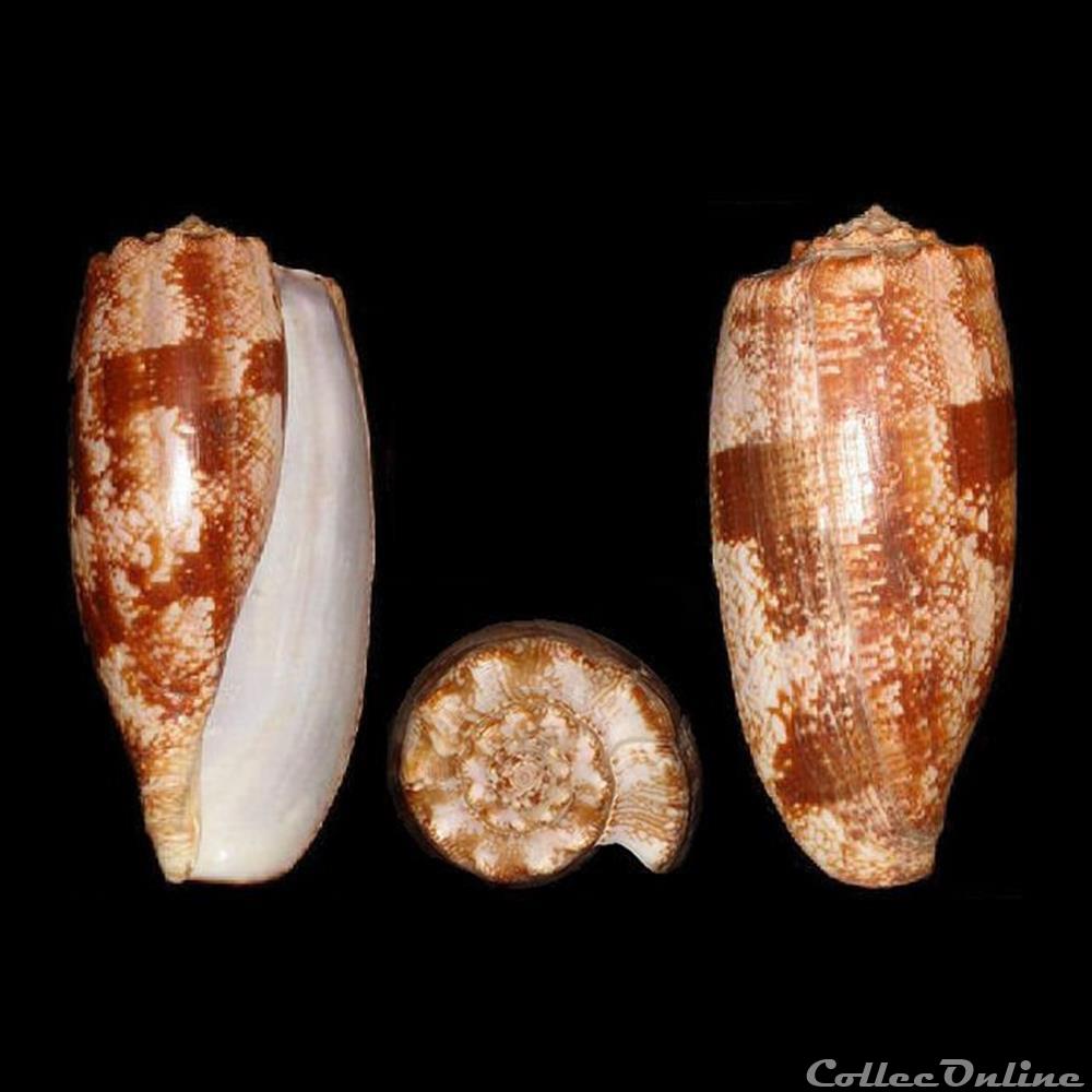 Gastridium geographus (Linné, 1758) coquillages fossiles gastropoda gastridium geographus linne 1758