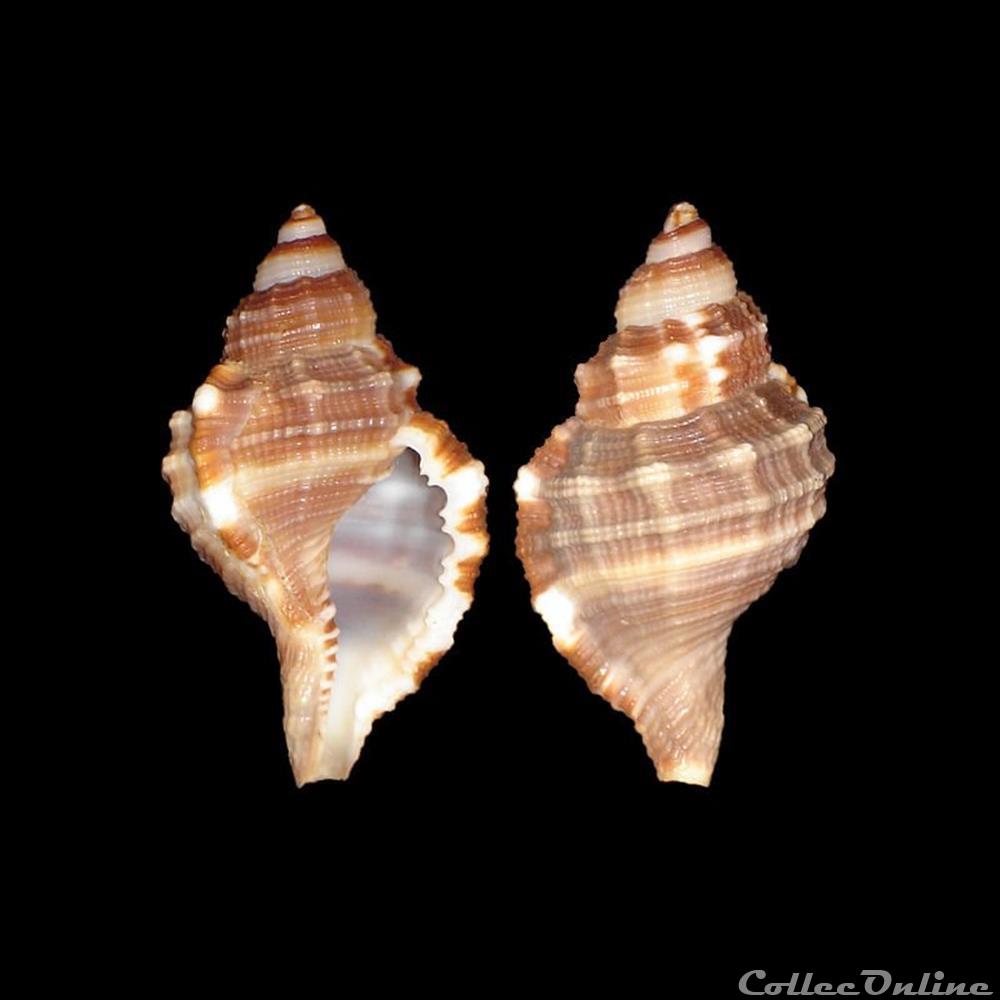 Cymatiidae - Monoplex pilearis (Linné, 1758) coquillages fossiles gastropoda cymatiidae monoplex pilearis linne 1758