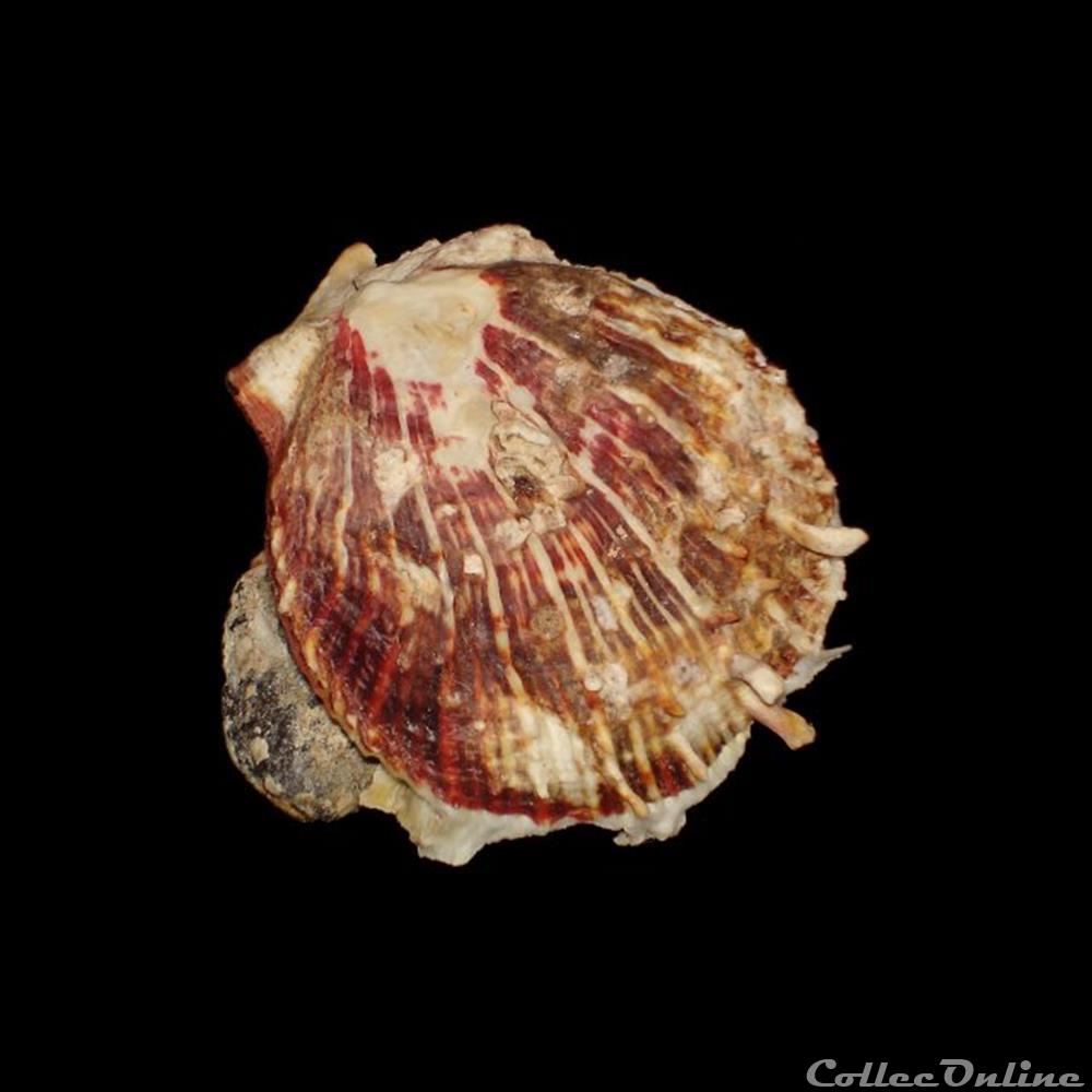 Spondylidae - Spondylus tenuis (Schreibers, 1793) coquillages fossiles bivalvia spondylidae spondylus tenuis schreibers 1793