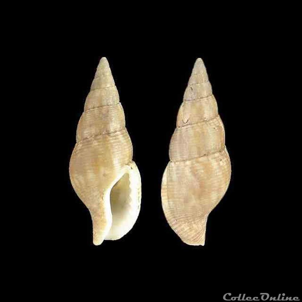 coquillages fossiles gastropoda columbellidae cotonopsis monfilsi emerson 1993
