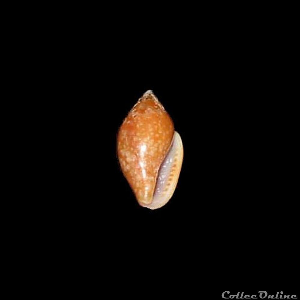 Columbellidae - Nitidella nitida (Lamarck, 1822) coquillages fossiles gastropoda columbellidae nitidella nitida lamarck 1822