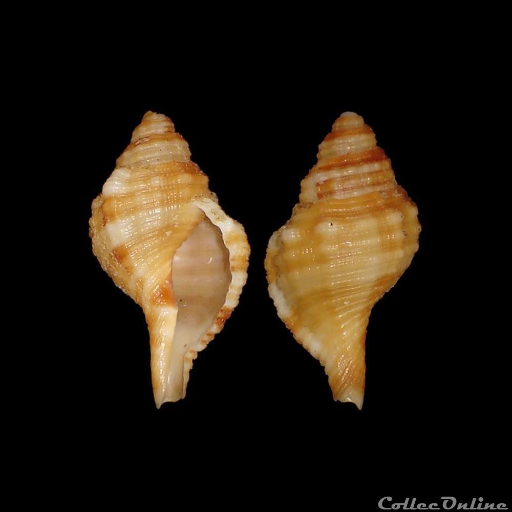 Cymatiidae - Monoplex aquatilis (Reeve, 1844) coquillages fossiles gastropoda cymatiidae monoplex aquatilis reeve 1844