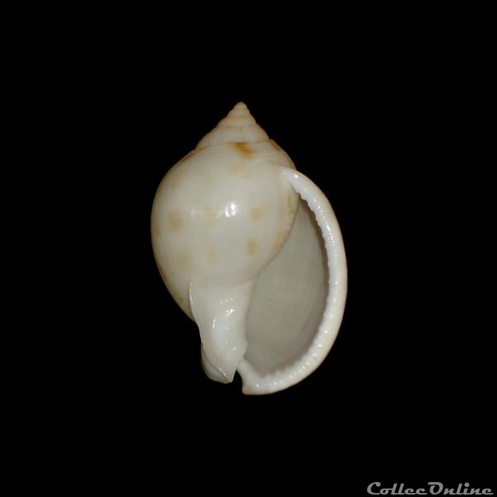 Cassidae - Semicassis granulata (Born, 1778) coquillages fossiles gastropoda cassidae semicassis granulata born 1778