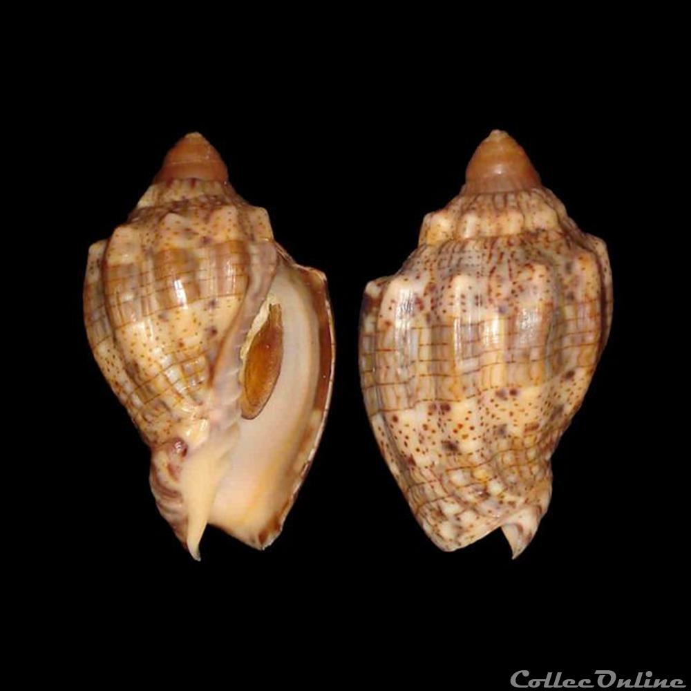 Volutidae - Voluta musica (Linné, 1758) coquillages fossiles gastropoda volutidae voluta musica linne 1758