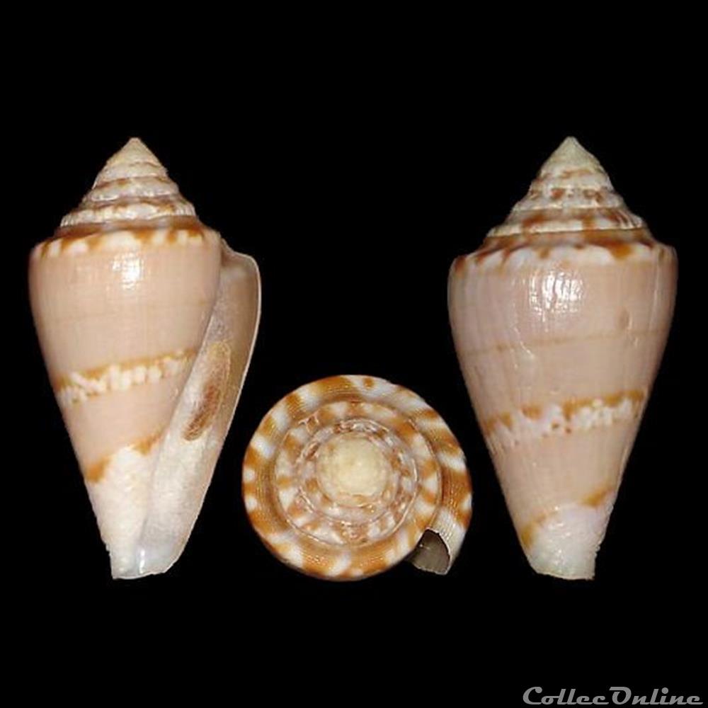 coquillages fossiles gastropoda continuconus klemae cotton 1953