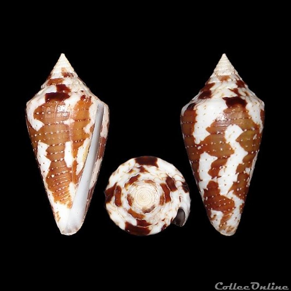 Tenorioconus archon (Broderip, 1833) coquillages fossiles gastropoda tenorioconus archon broderip 1833