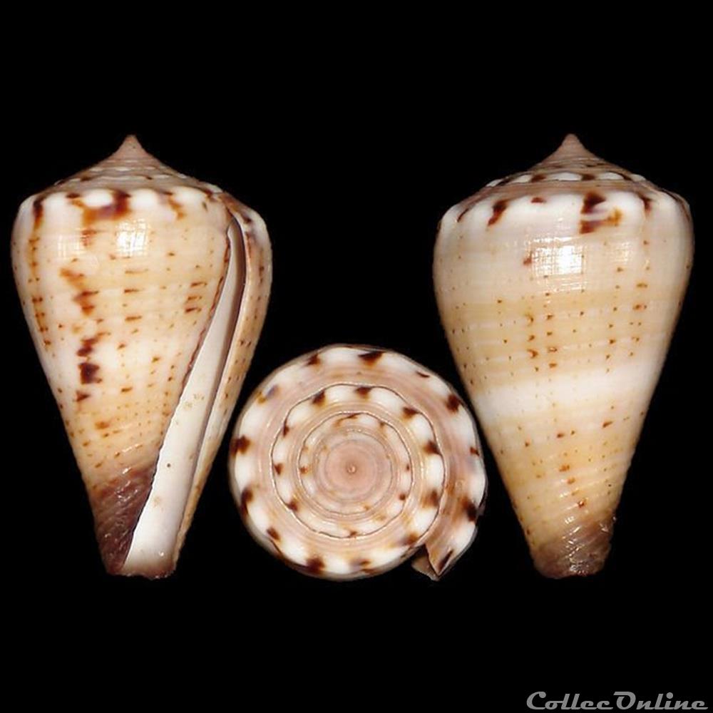 coquillages fossiles gastropoda kioconus nitidoconus parvulus meyeri walls 1979