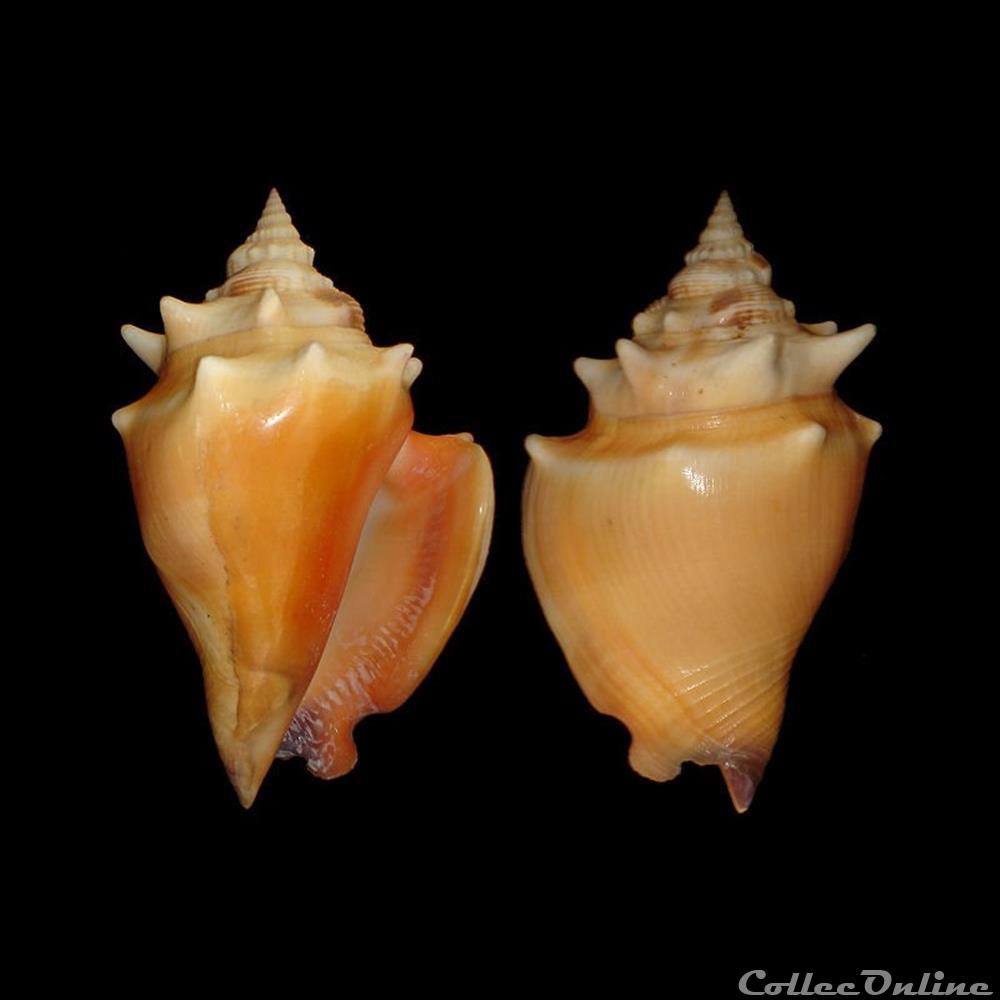 Strombidae - Strombus pugilis (Linné, 1758) coquillages fossiles gastropoda strombidae strombus pugilis linne 1758
