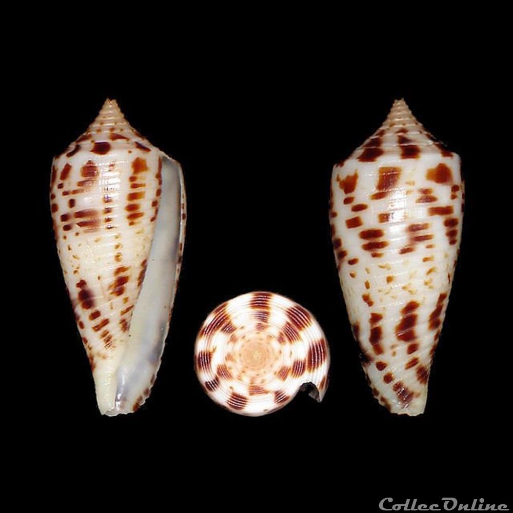 Phasmoconus (Phasmoconus) zapatosensis (Röckel, 1987) coquillages fossiles gastropoda phasmoconus phasmoconus zapatosensis rockel 1987