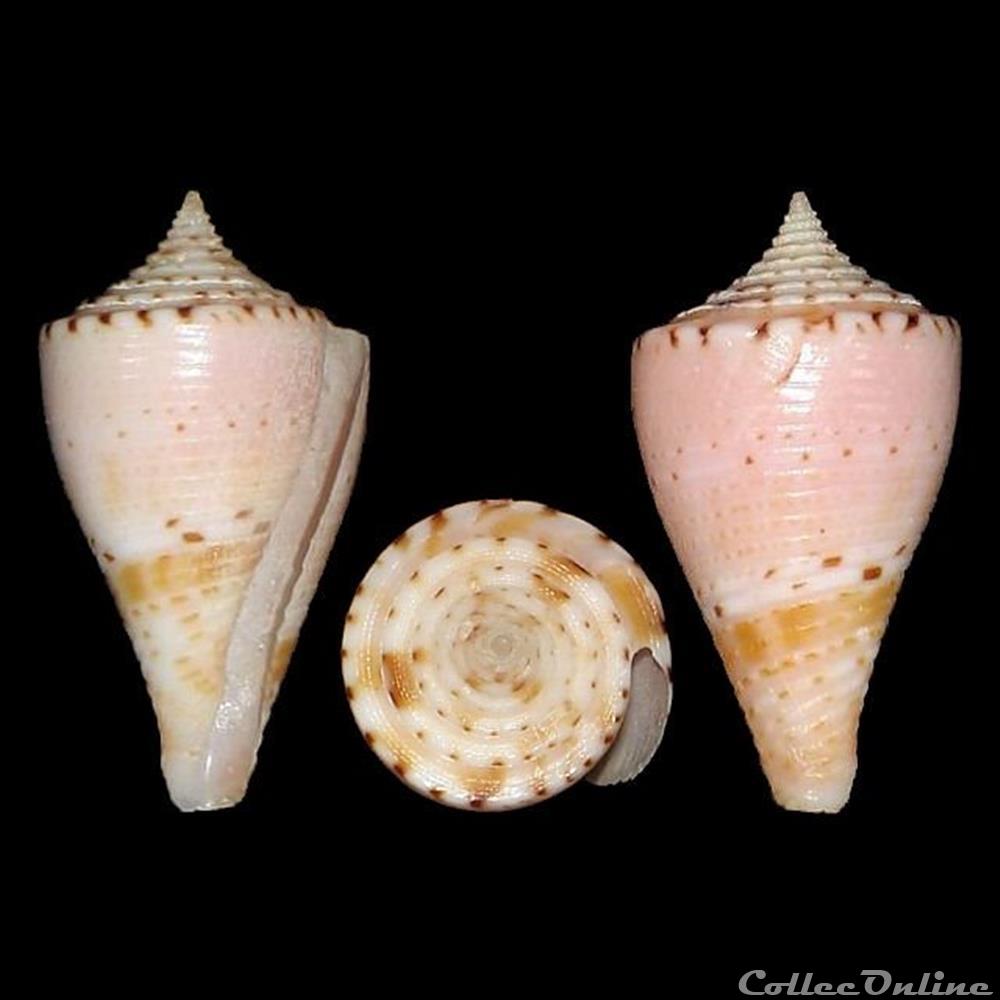 Conasprella memiae f. adonis (Shikama, 1971) coquillages fossiles gastropoda conasprella memiae f adonis shikama 1971
