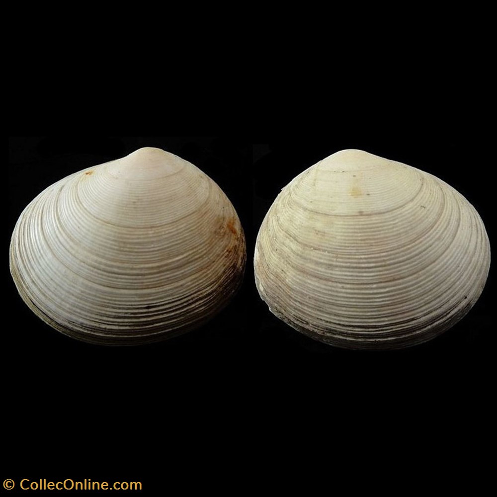 Tellinidae - Arcopagia crassa (Pennant, 1977) coquillages fossiles bivalvia tellinidae arcopagia crassa pennant 1977