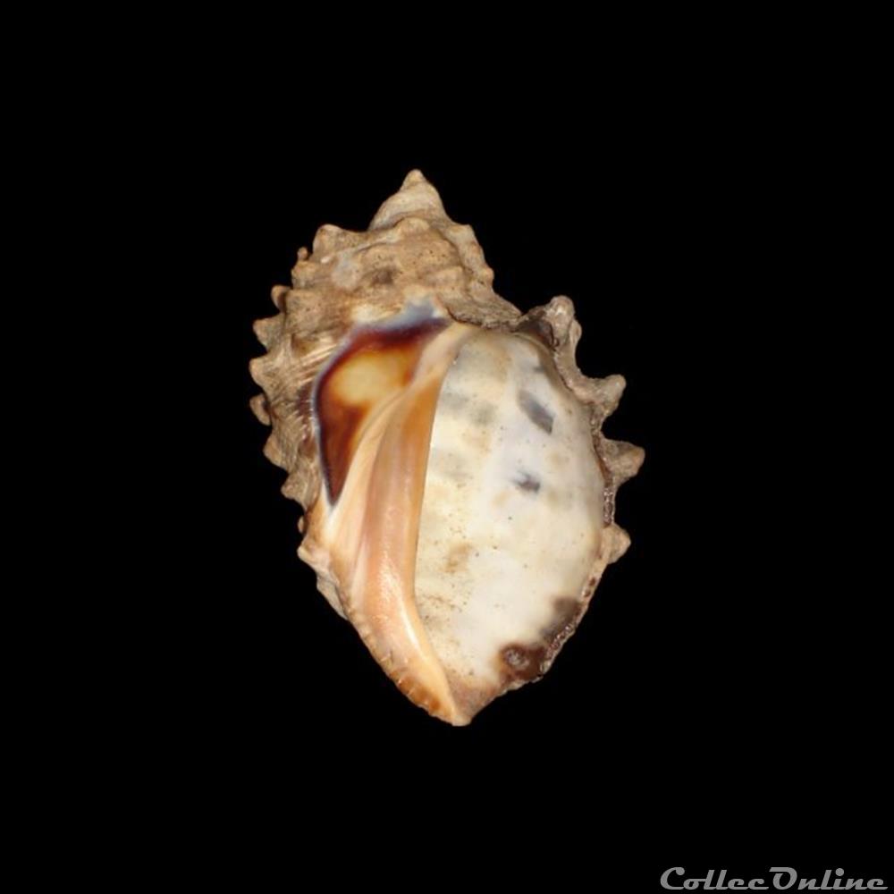 Muricidae - Plicopurpura patula (Linné, 1758) coquillages fossiles gastropoda muricidae plicopurpura patula linne 1758