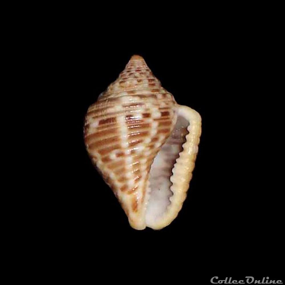 coquillages fossiles gastropoda columbellidae columbella mercatoria linne 1758