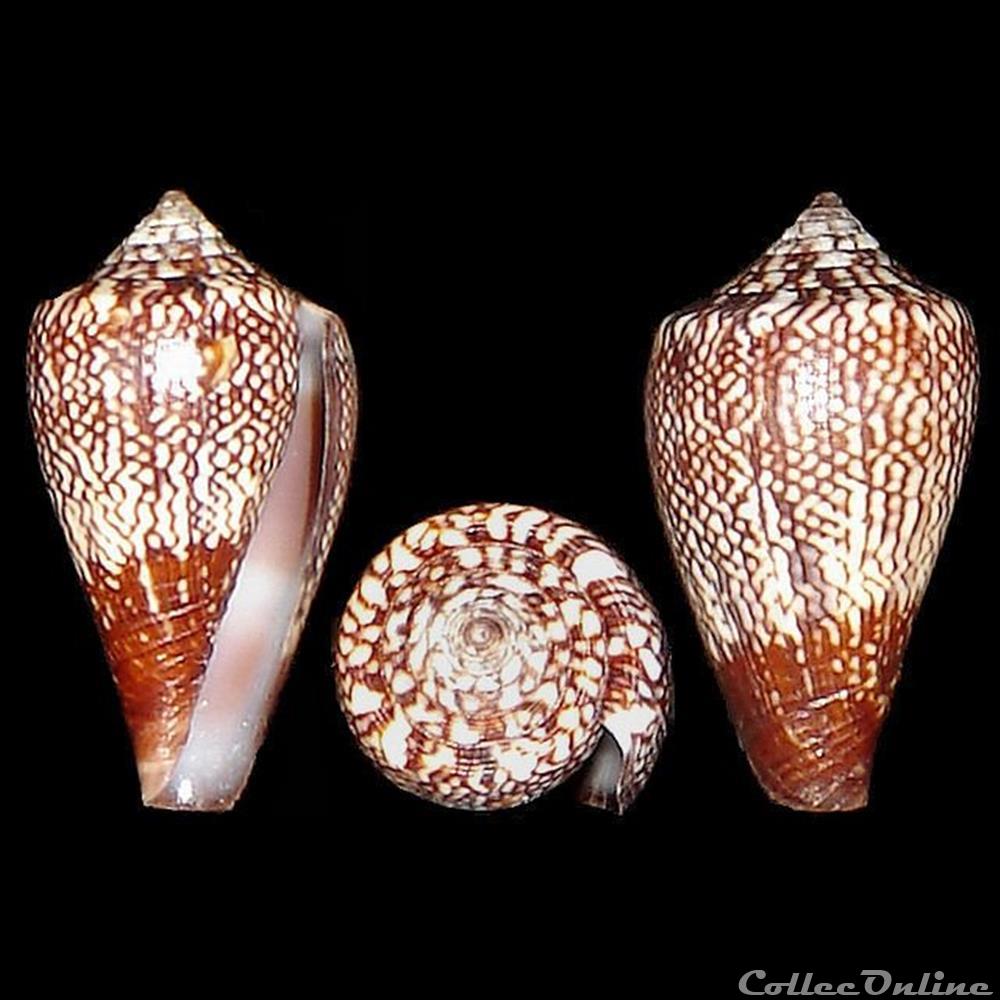 Lautoconus (Africonus) delanoyae (Trovão, 1979) coquillages fossiles gastropoda lautoconus africonus delanoyae trovao 1979