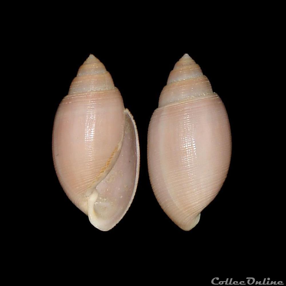 Actenoidae - Acteon tornatilis (Linné, 1758) coquillage fossile gastropodum actenoidae acteon tornatilis linne 1758