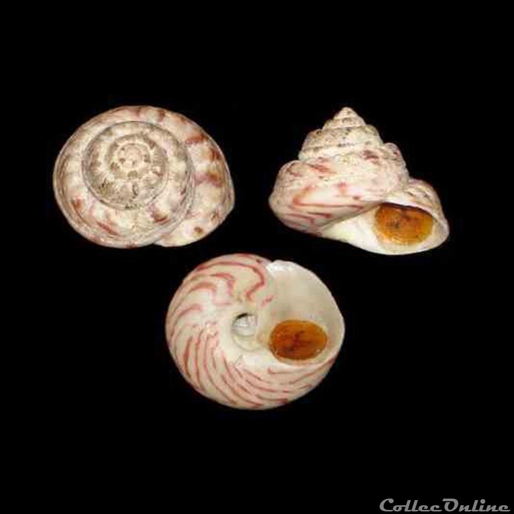coquillages fossiles gastropoda trochidae gibbula magus linne 1758