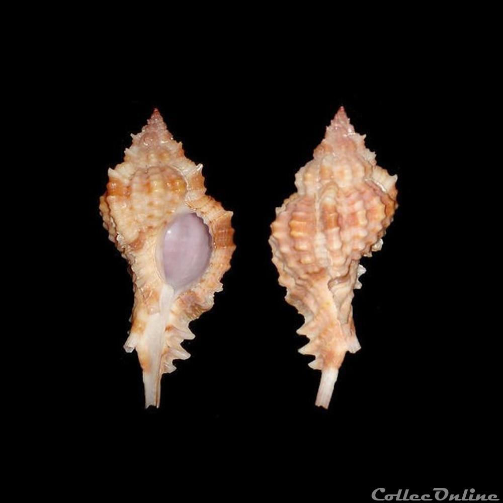 Muricidae - Siratus consuela (Verrill, 1950) coquillages fossiles gastropoda muricidae siratus consuela verrill 1950