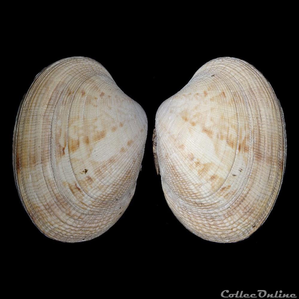 Veneridae - Polititapes aureus (Gmelin, 1791) coquillages fossiles bivalvia veneridae polititapes aureus gmelin 1791