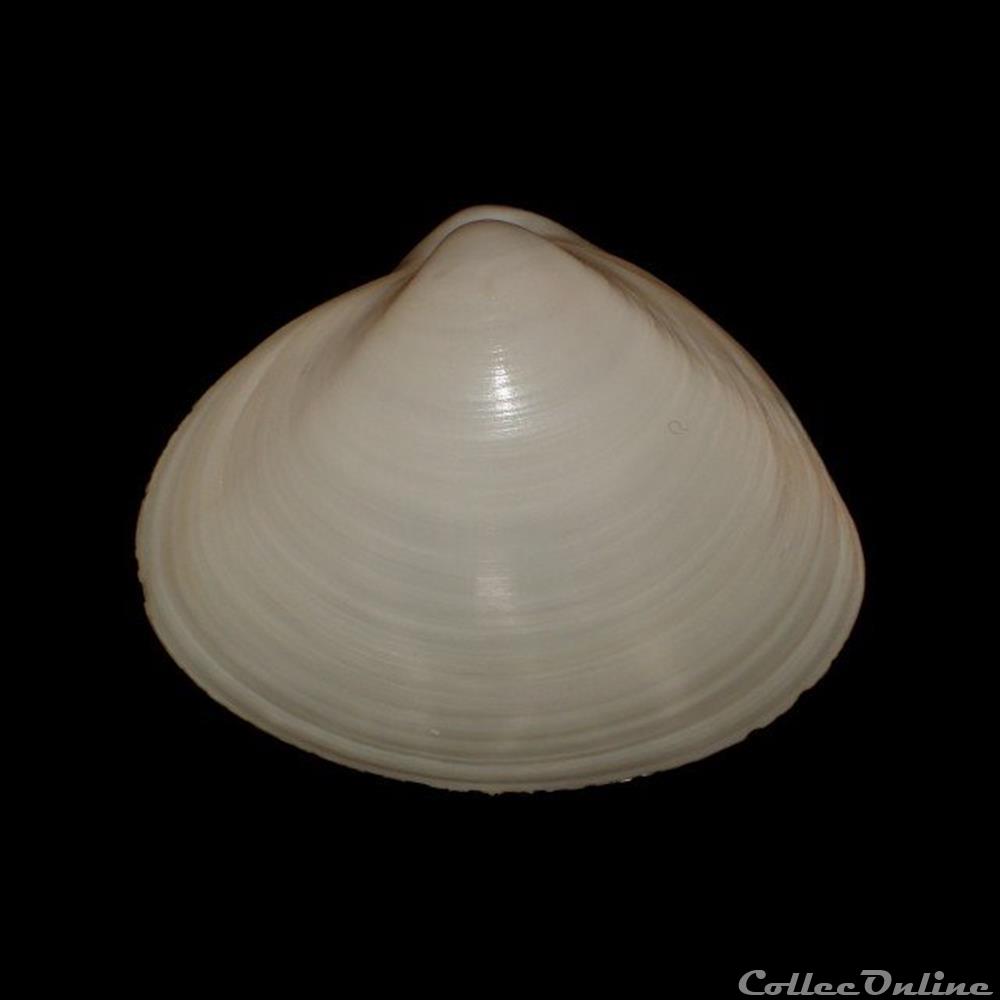 Mactridae - Mactra stultorum (Linné, 1758) coquillages fossiles bivalvia mactridae mactra stultorum linne 1758