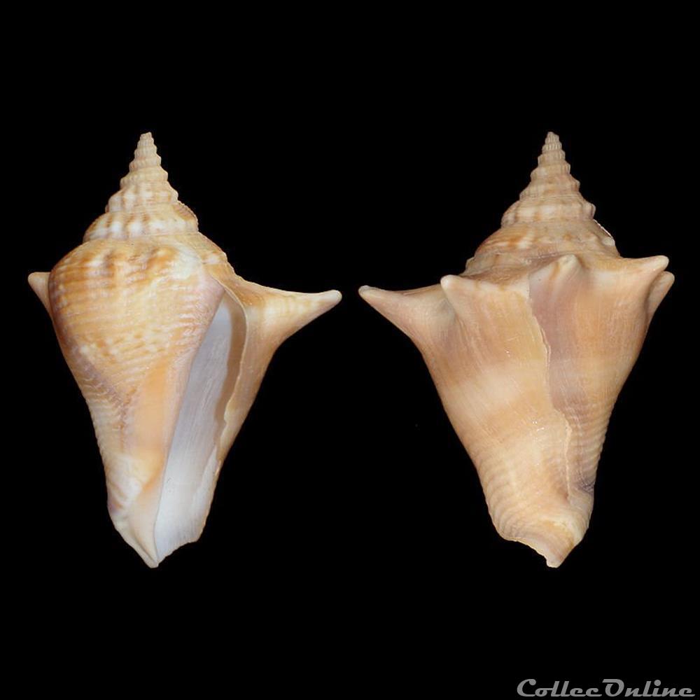 Strombidae - Strombus pugilis (Linné, 1758) coquillages fossiles gastropoda strombidae strombus pugilis linne 1758