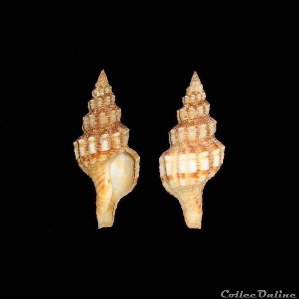 Fasciolariidae - Aptyxis syracusana (Linné, 1758) coquillage fossile gastropodum fasciolariidae aptyxis syracusana linne 1758