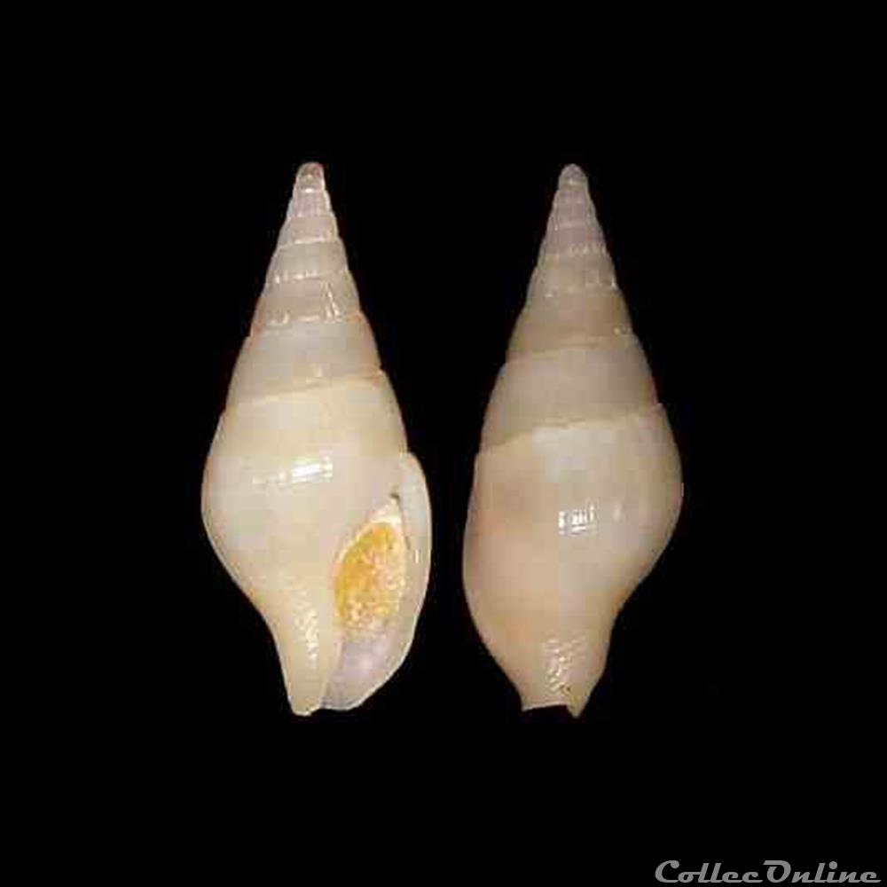 Columbellidae - Cotonopsis lafresnayi (Fischer & Bernardi, 1857) coquillages fossiles gastropoda columbellidae cotonopsis lafresnayi fischer bernardi 1857