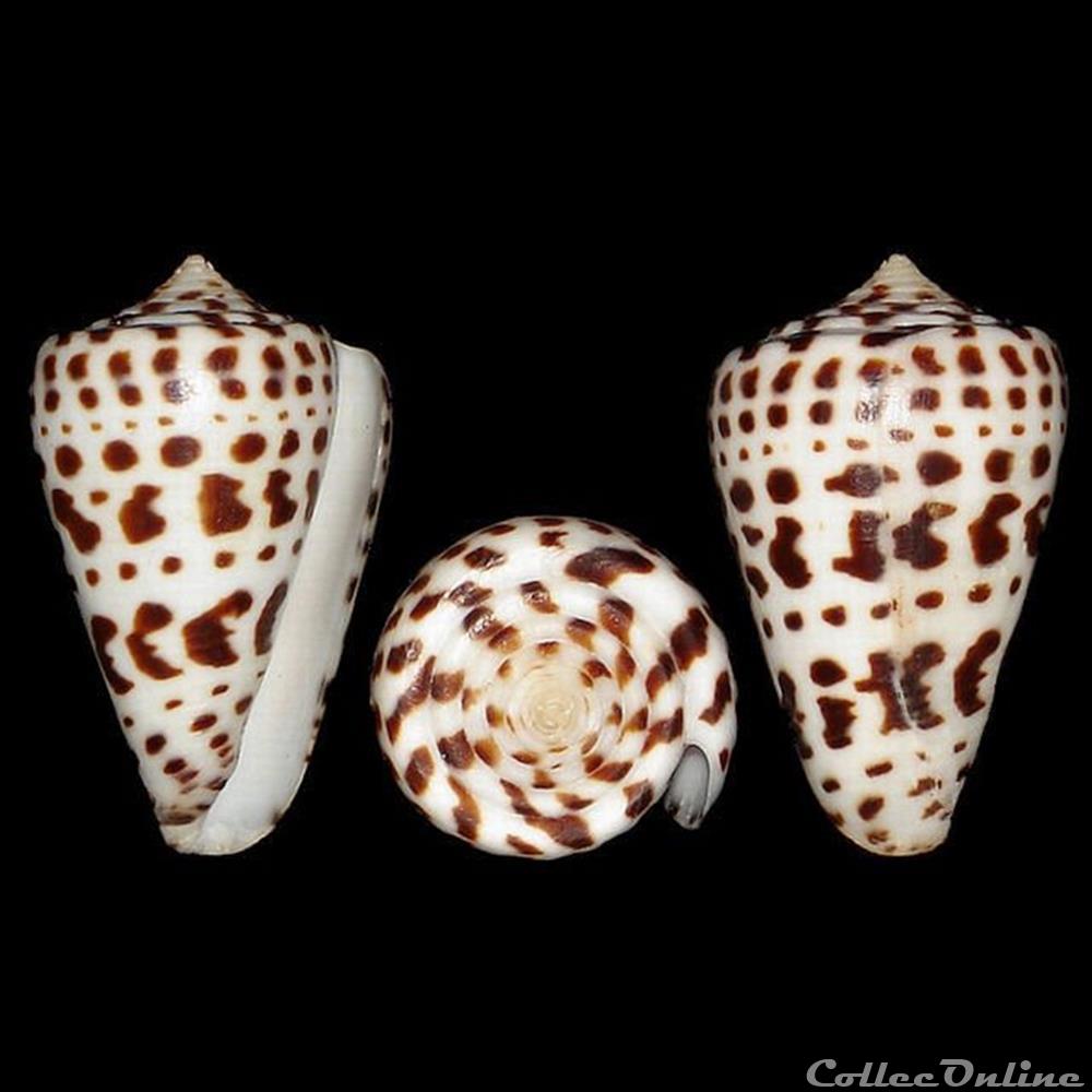coquillages fossiles gastropoda conidae lindaconus baylei jousseaume 1872