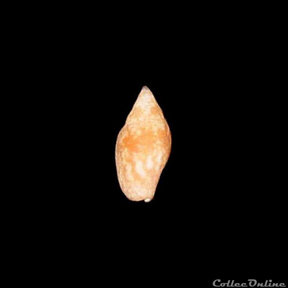 Columbellidae - Nitidella nitida (Lamarck, 1822) coquillages fossiles gastropoda columbellidae nitidella nitida lamarck 1822