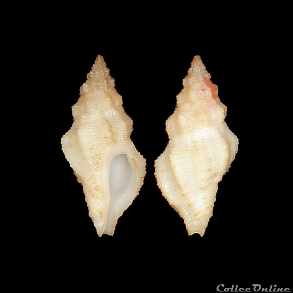 Muricidae - Orania fusulus (Brochi, 1814) coquillage fossile gastropodum muricidae orania fusulus brochi 1814