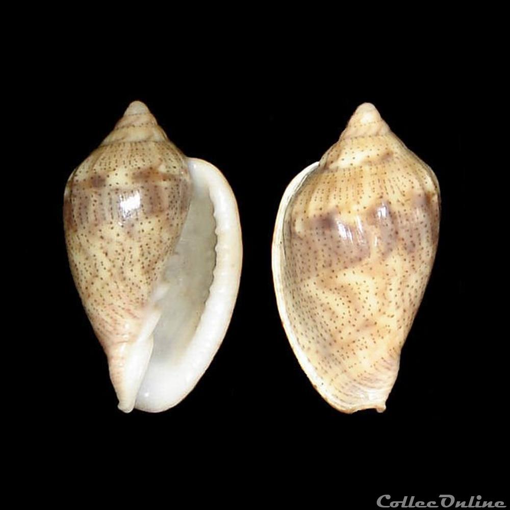 Marginellidae - Glabella denticulata (Link, 1807) coquillages fossiles gastropoda marginellidae glabella denticulata link 1807