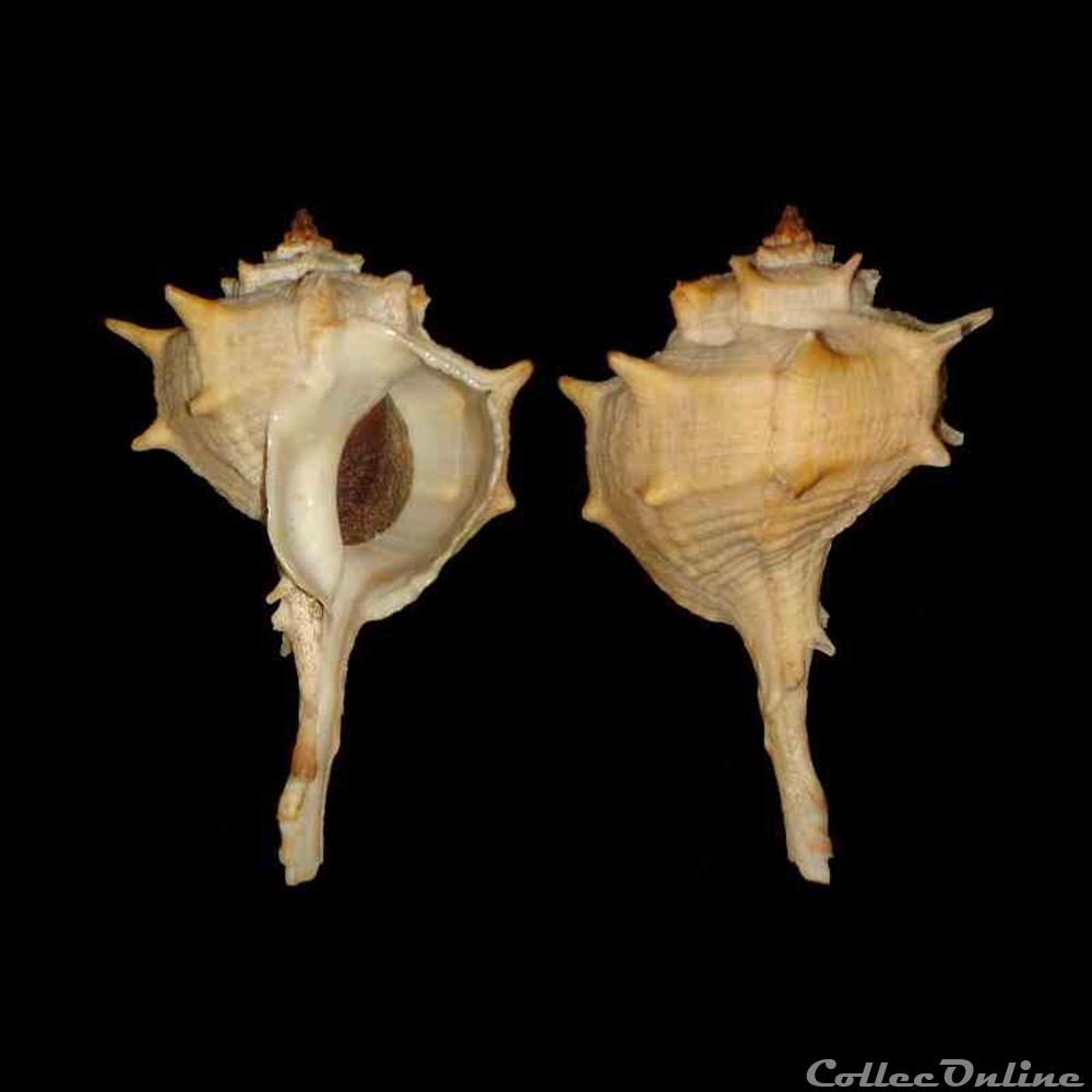 Muricidae - Bolinus brandaris (Linné, 1758) coquillages fossiles gastropoda muricidae bolinus brandaris linne 1758
