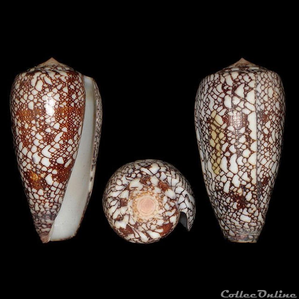 Darioconus madagascariensis (Sowerby II, 1858) coquillages fossiles gastropoda darioconus madagascariensis sowerby ii 1858