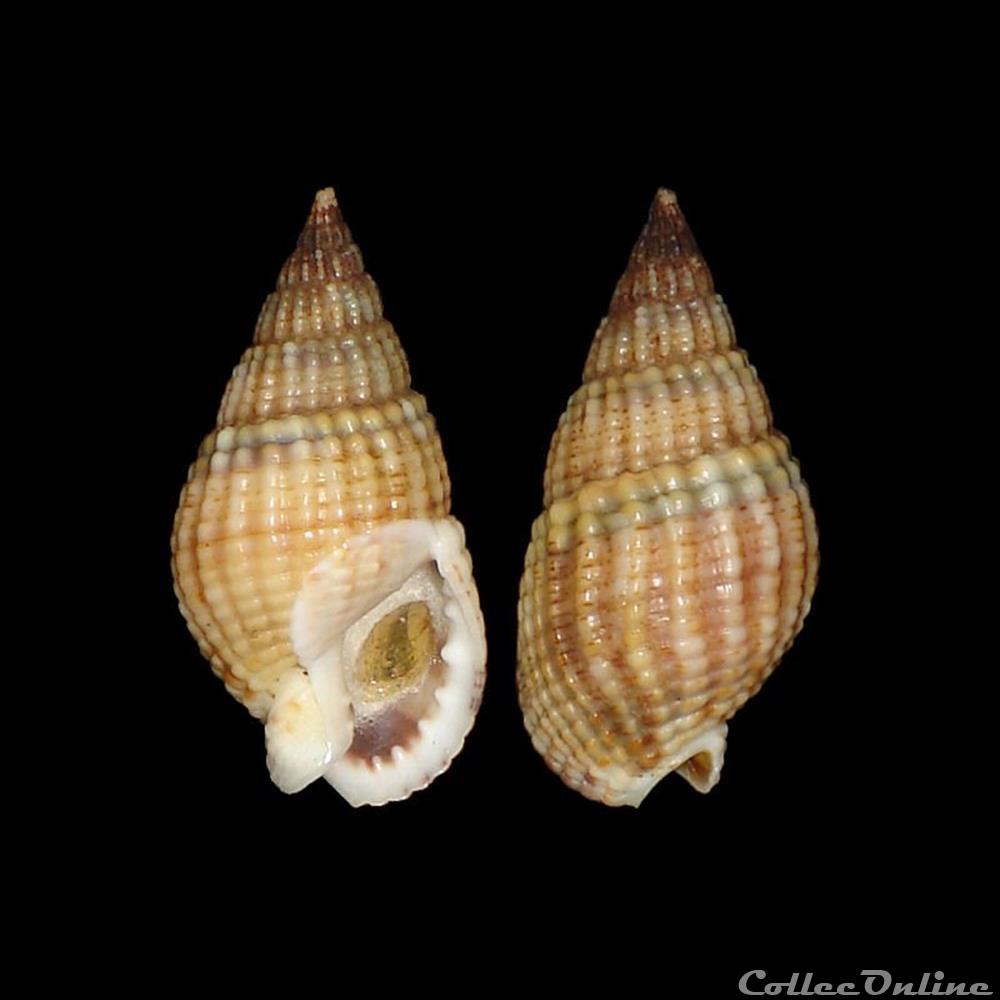 coquillages fossiles gastropoda nassariidae tritia reticulata linne 1758