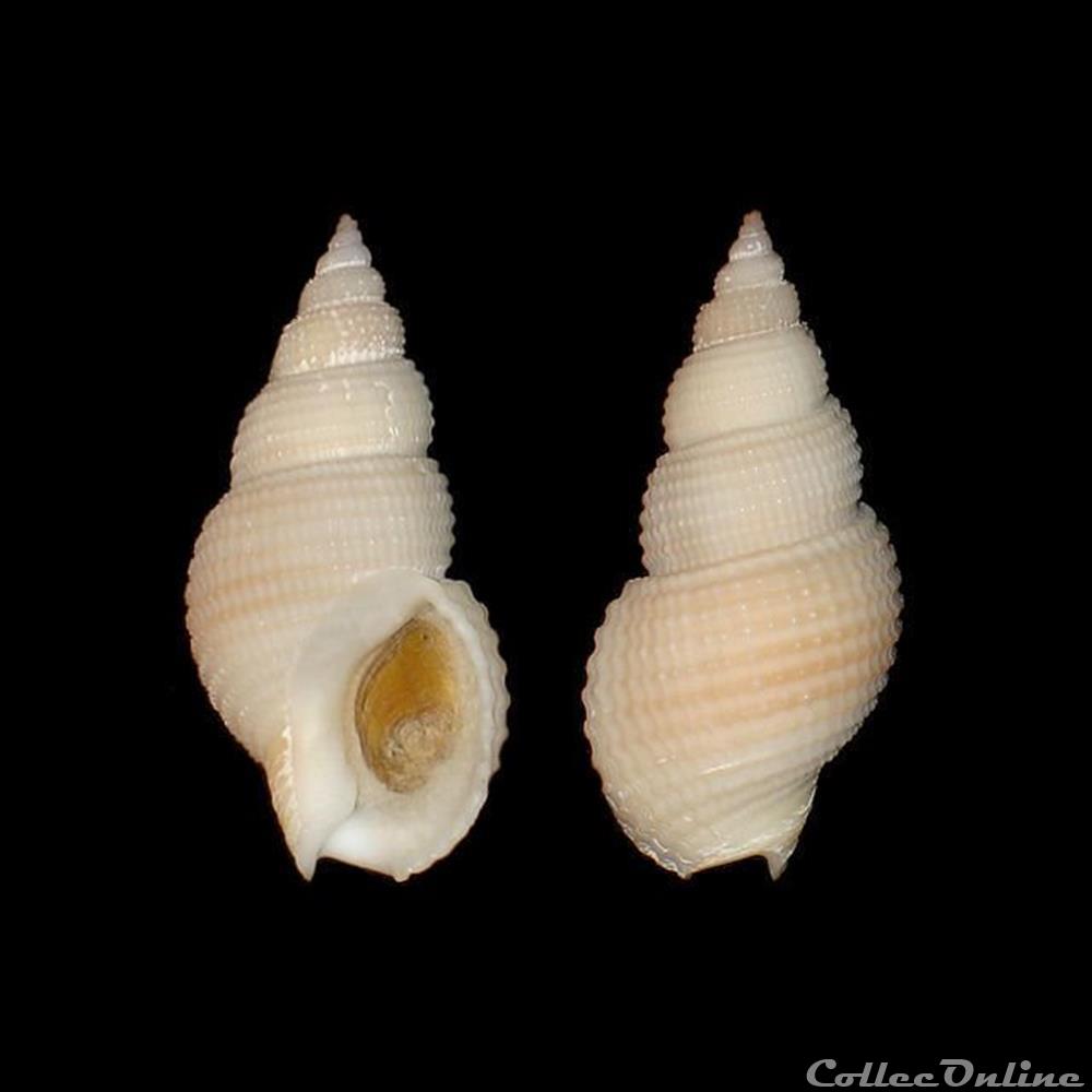 coquillages fossiles gastropoda nassariidae nassarius wolffi knudsen 1956