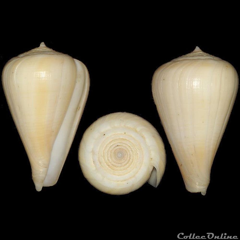 Pyruconus patricius (Hinds, 1843) coquillages fossiles gastropoda pyruconus patricius hinds 1843