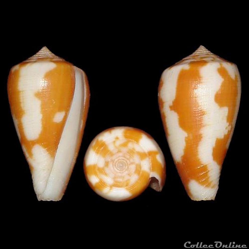 coquillages fossiles gastropoda pionoconus robini limpalaer monnier 2012