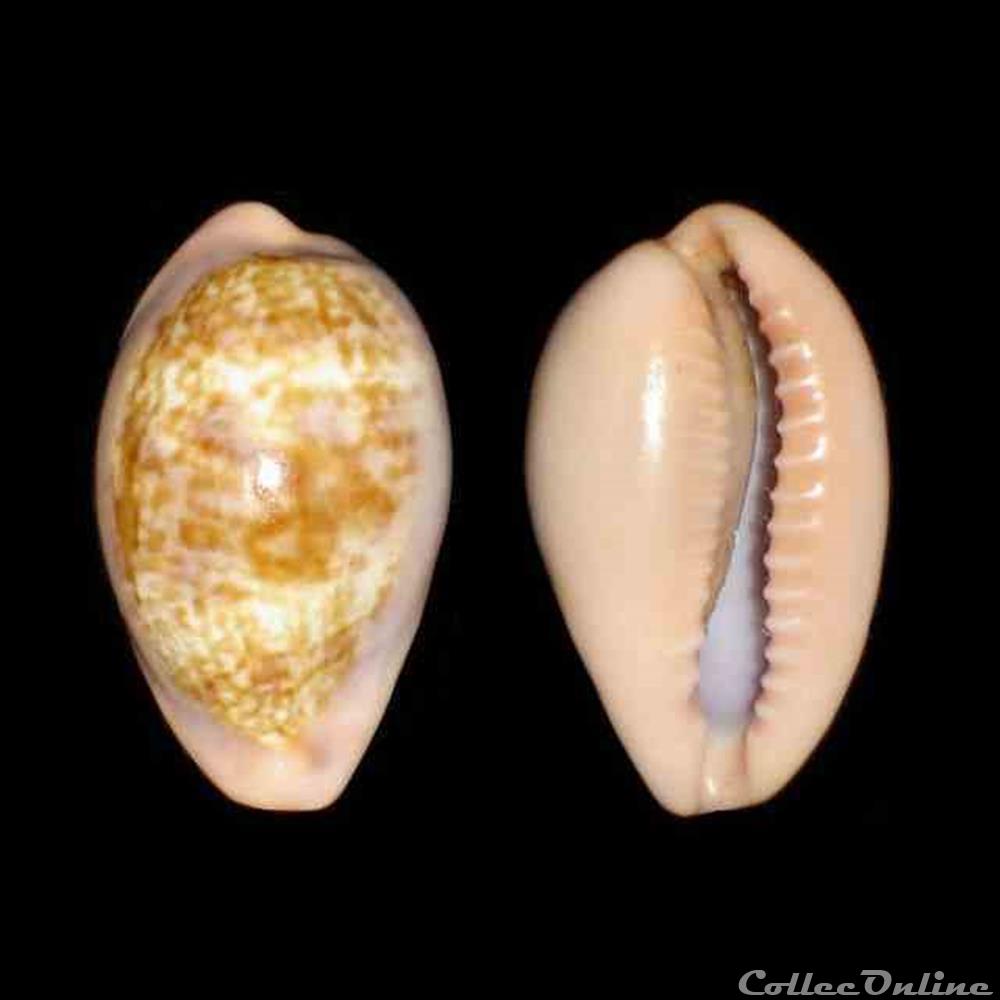 Cypraeidae - Zonaria petitiana (Crosse, 1872) coquillages fossiles gastropoda cypraeidae zonaria petitiana crosse 1872