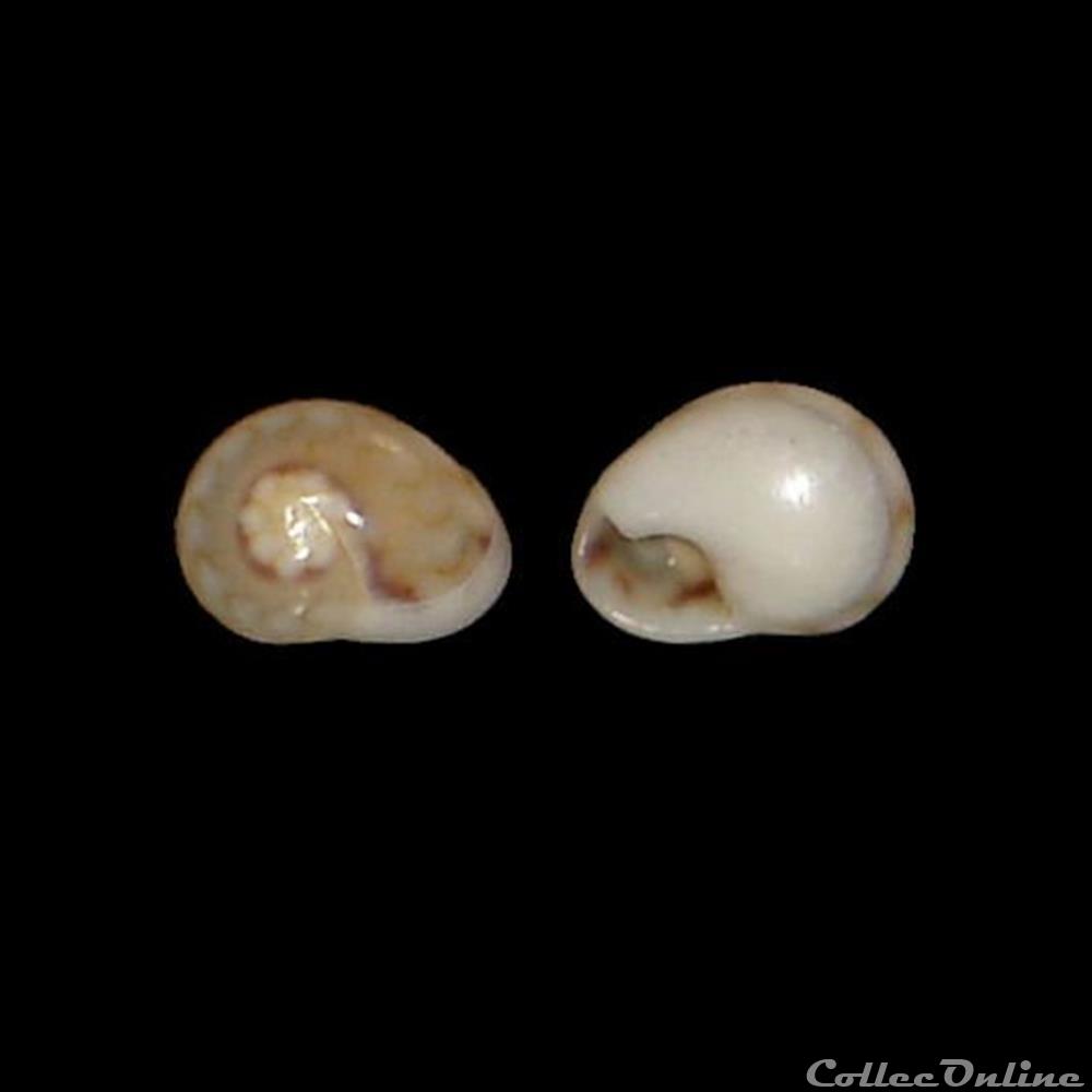 Nassariidae - Tritia pellucida (Risso, 1826) coquillage fossile gastropodum nassariidae tritia pellucida risso 1826