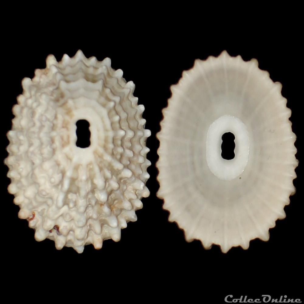 coquillages fossiles gastropoda fissurelliade fissurella nodosa born 1778