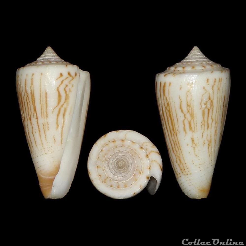 coquillages fossiles gastropoda calibanus furvus f albicans sowerby ii 1857