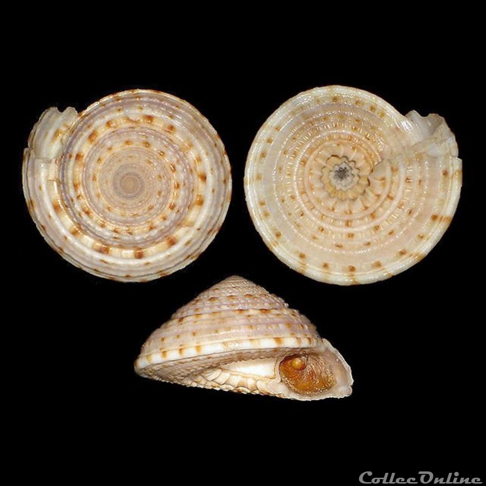 coquillages fossiles gastropoda architectonicidae architectonica nobilis roding 1798
