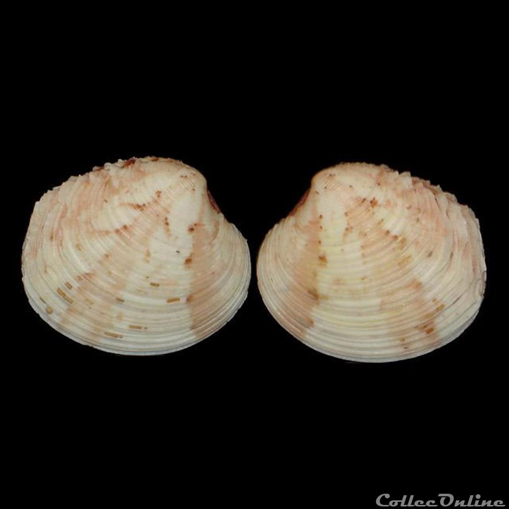 Veneridae - Venus casina (Linné, 1758) coquillages fossiles bivalvia veneridae venus casina linne 1758