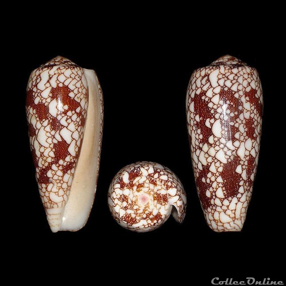 Darioconus omaria (Hwass in Bruguière, 1792) coquillages fossiles gastropoda darioconus omaria hwass in bruguiere 1792