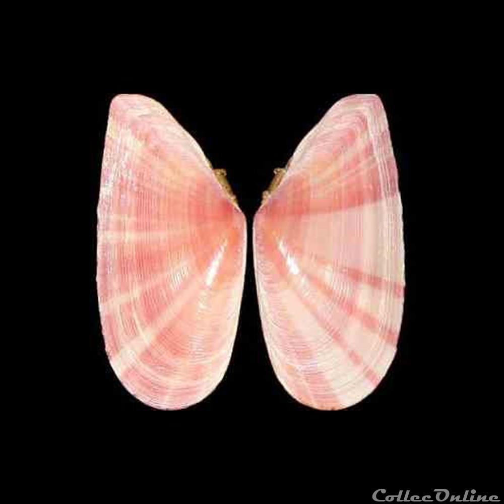 Tellinidae - Moerella pulchella (Lamarck, 1818) coquillages fossiles bivalvia tellinidae moerella pulchella lamarck 1818