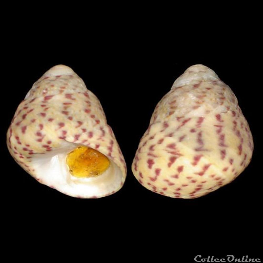 Trochidae - Phorcus mutabilis (Philippi, 1846) coquillage fossile gastropodum trochidae phorcus mutabilis philippi 1846