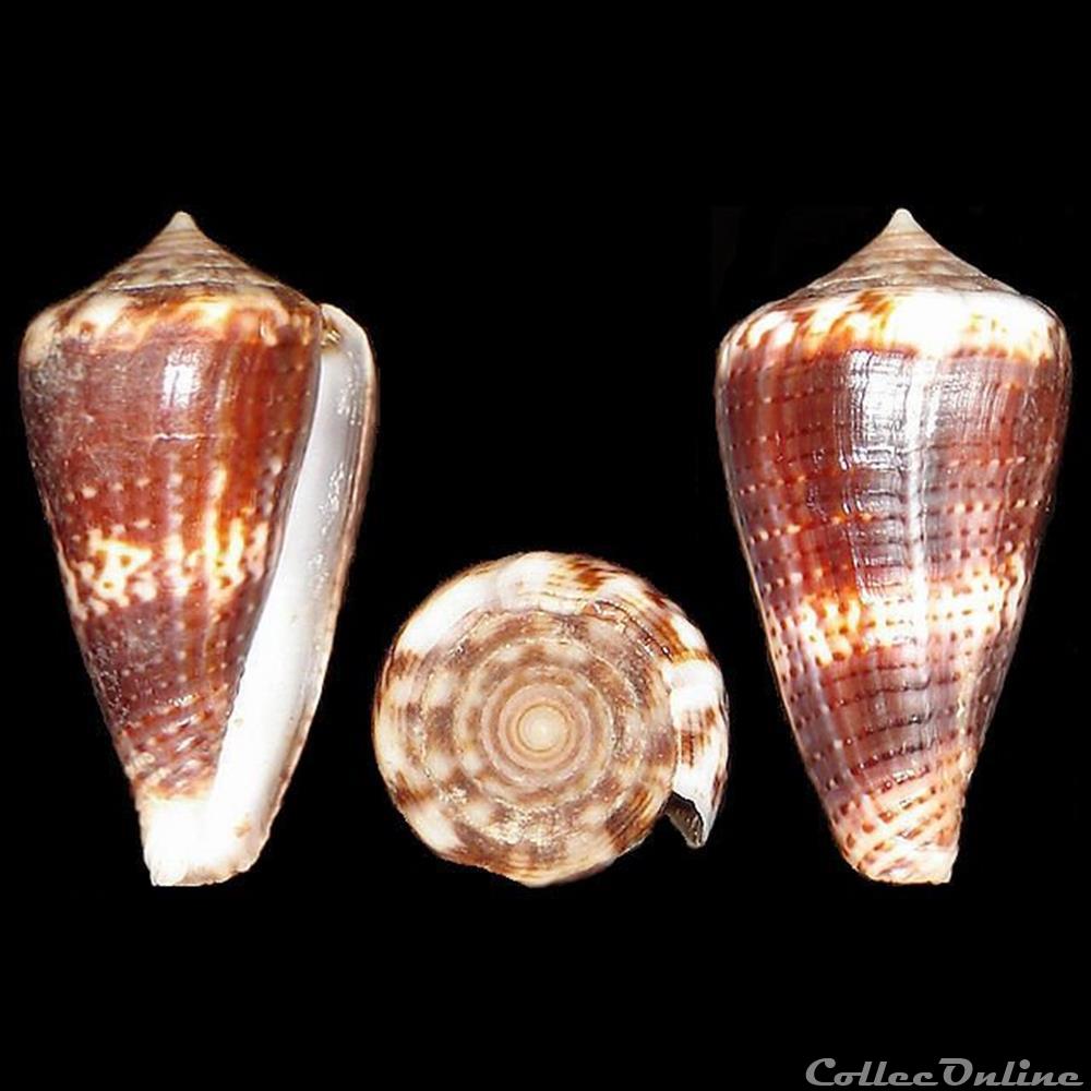Kioconus (Nitidoconus) ruppellii (Reeve, 1848) coquillages fossiles gastropoda kioconus nitidoconus ruppellii reeve 1848