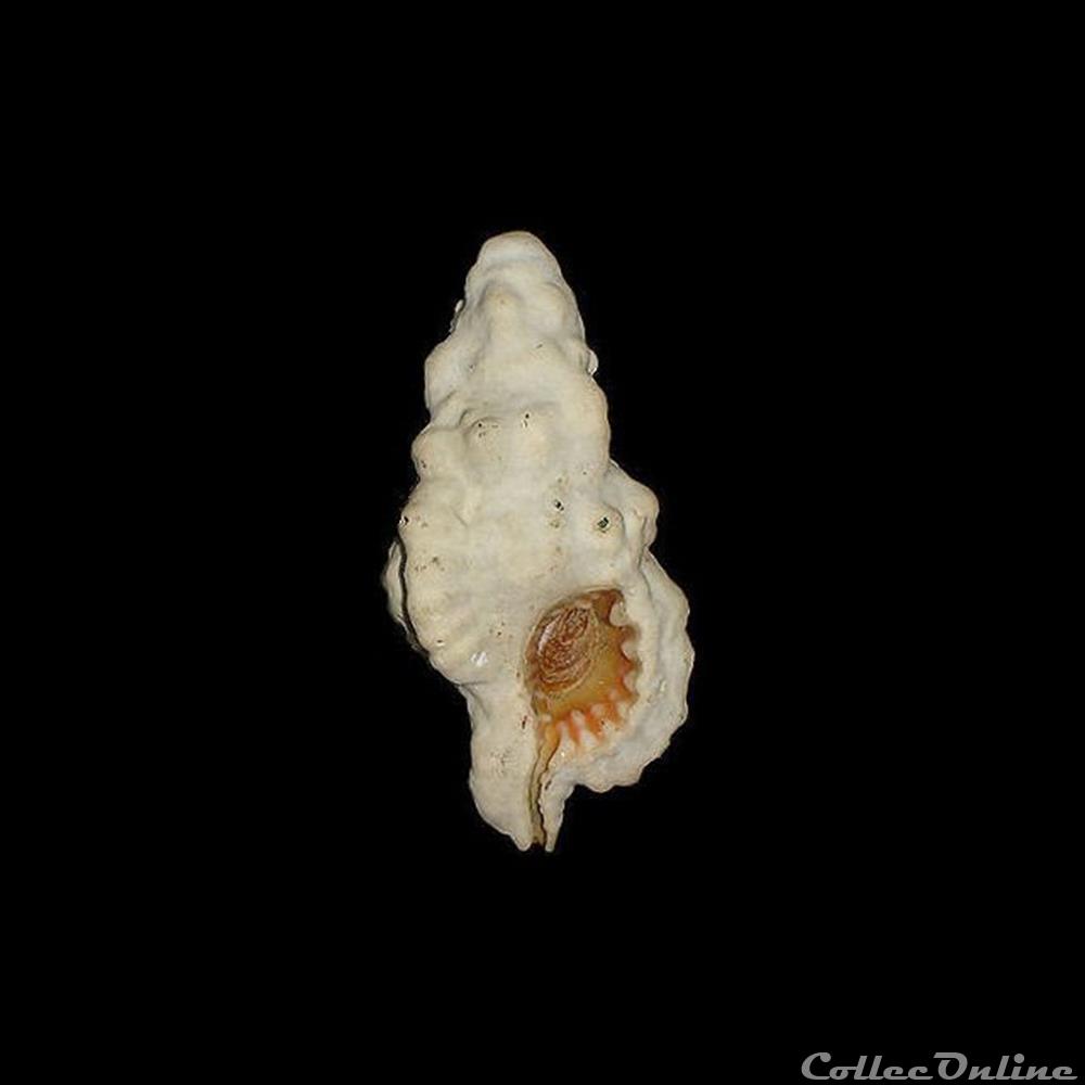 Cymatiidae - Monoplex nicobaricus (Röding, 1798) coquillages fossiles gastropoda cymatiidae monoplex nicobaricus roding 1798