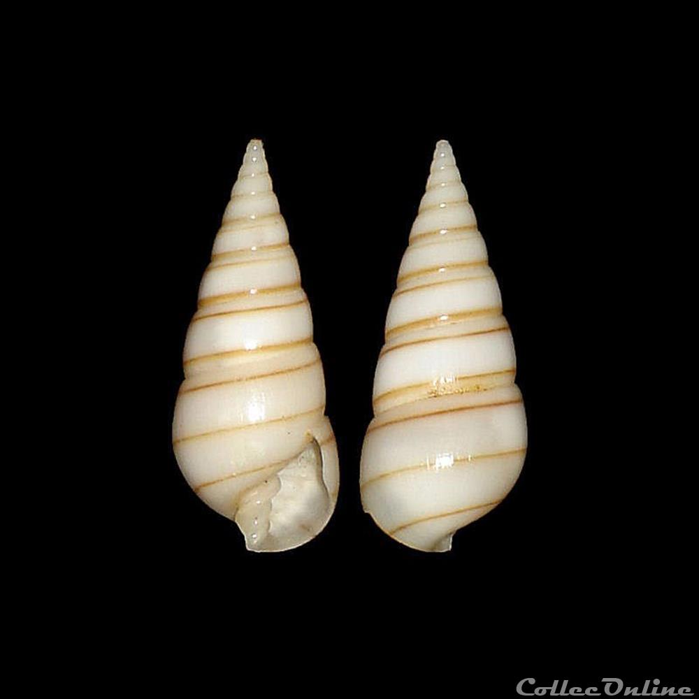coquillages fossiles gastropoda pyramidellidae pyramidella dolabrata linne 1758